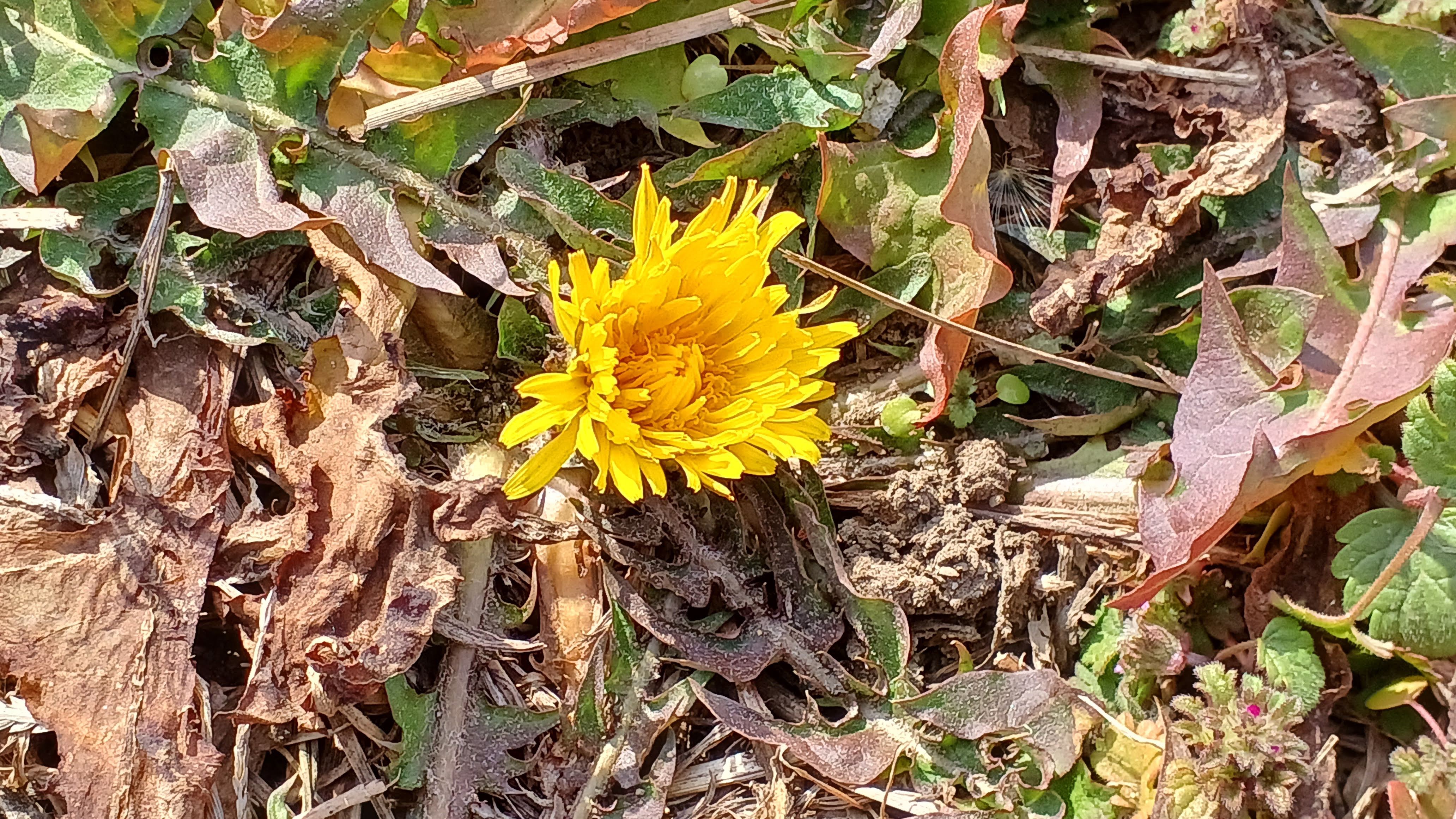 たんぽぽの写真